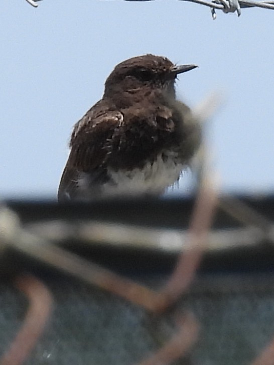 Black Phoebe - ML589890181