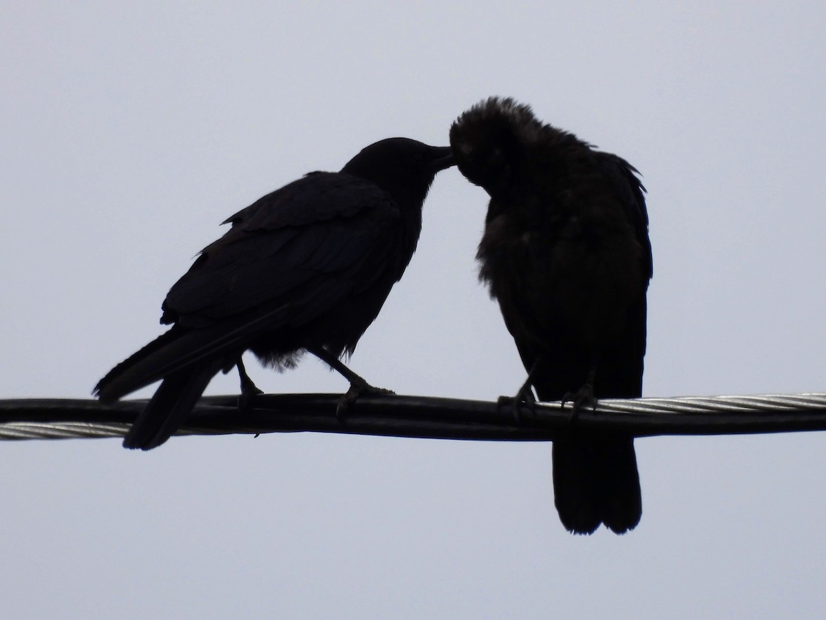 American Crow - ML589890311