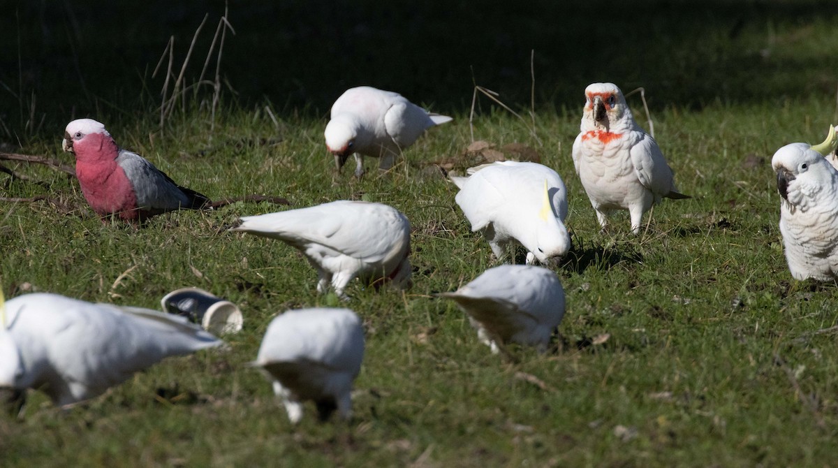 Cacatúa Galah - ML589890501