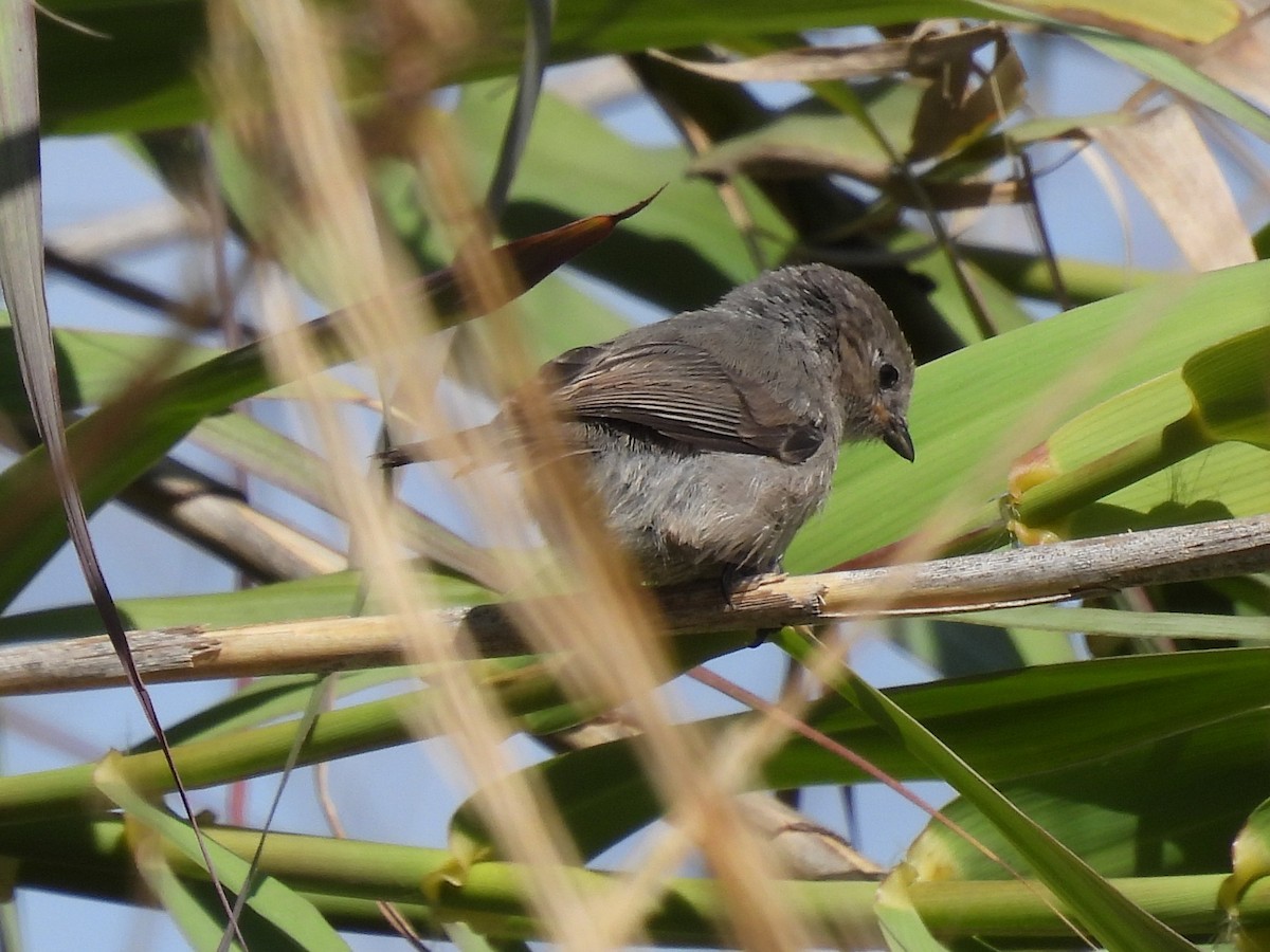 Bushtit - Susan Sugahara