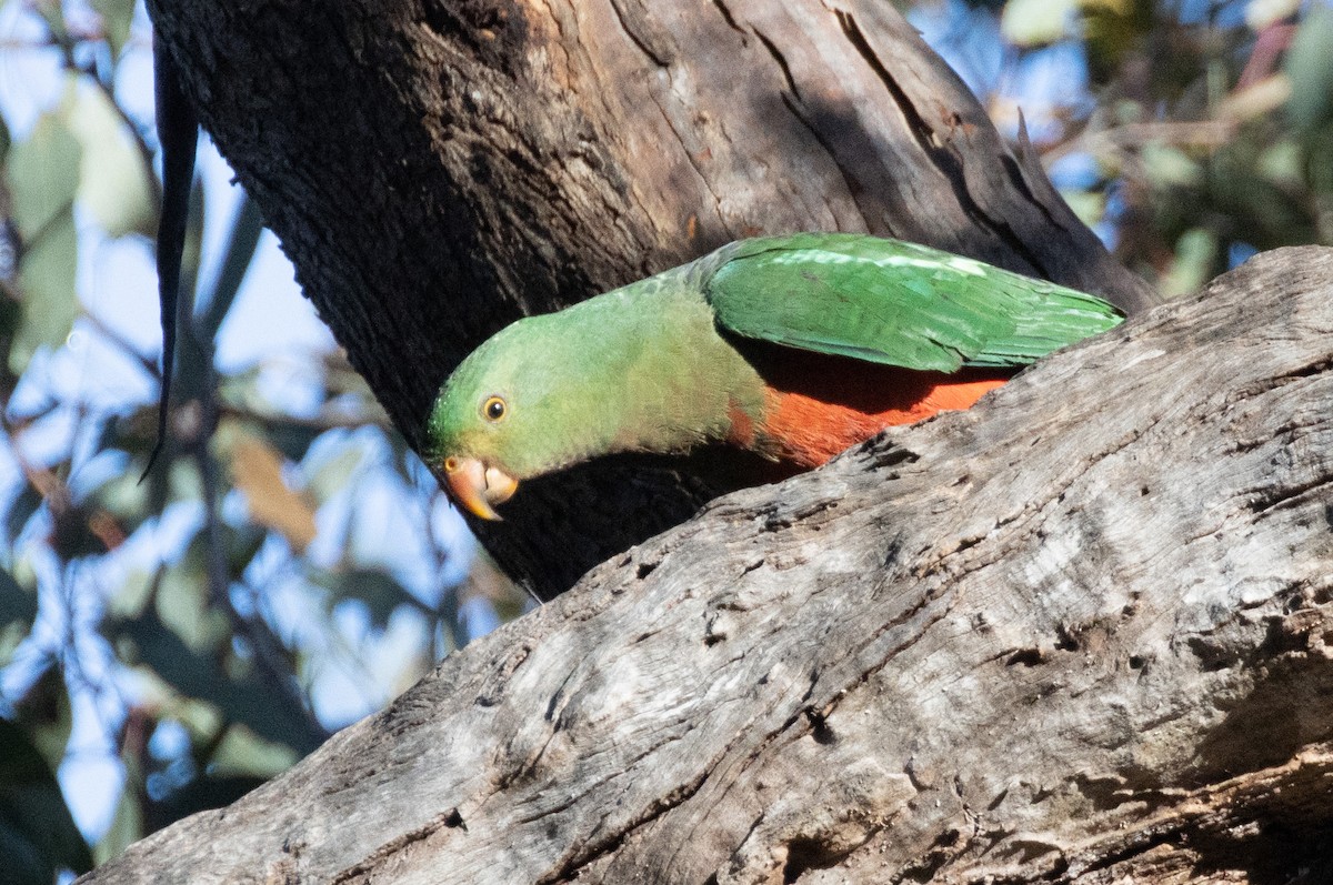 Australian King-Parrot - ML589890551