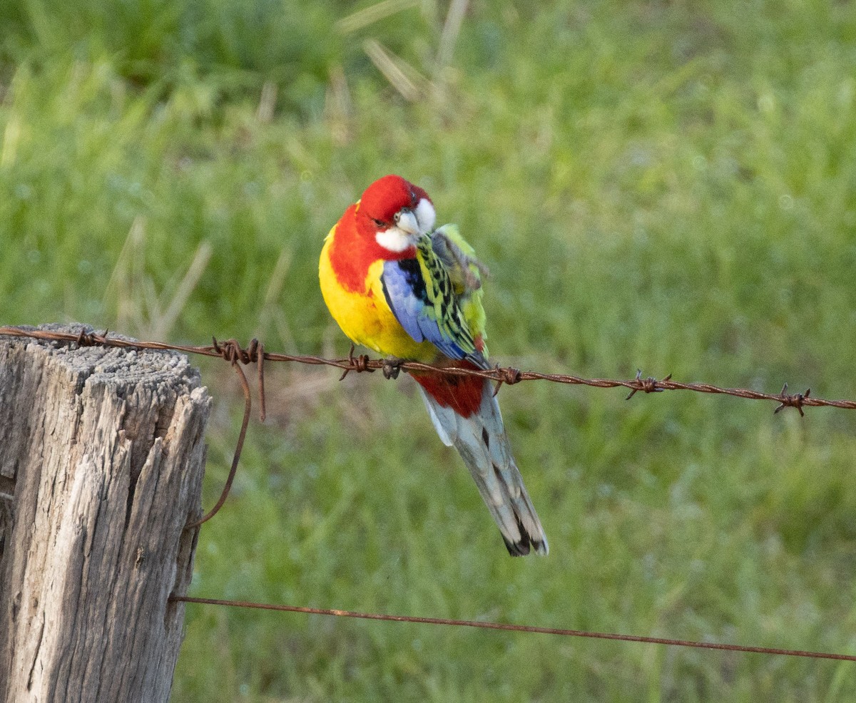 Eastern Rosella - ML589890711