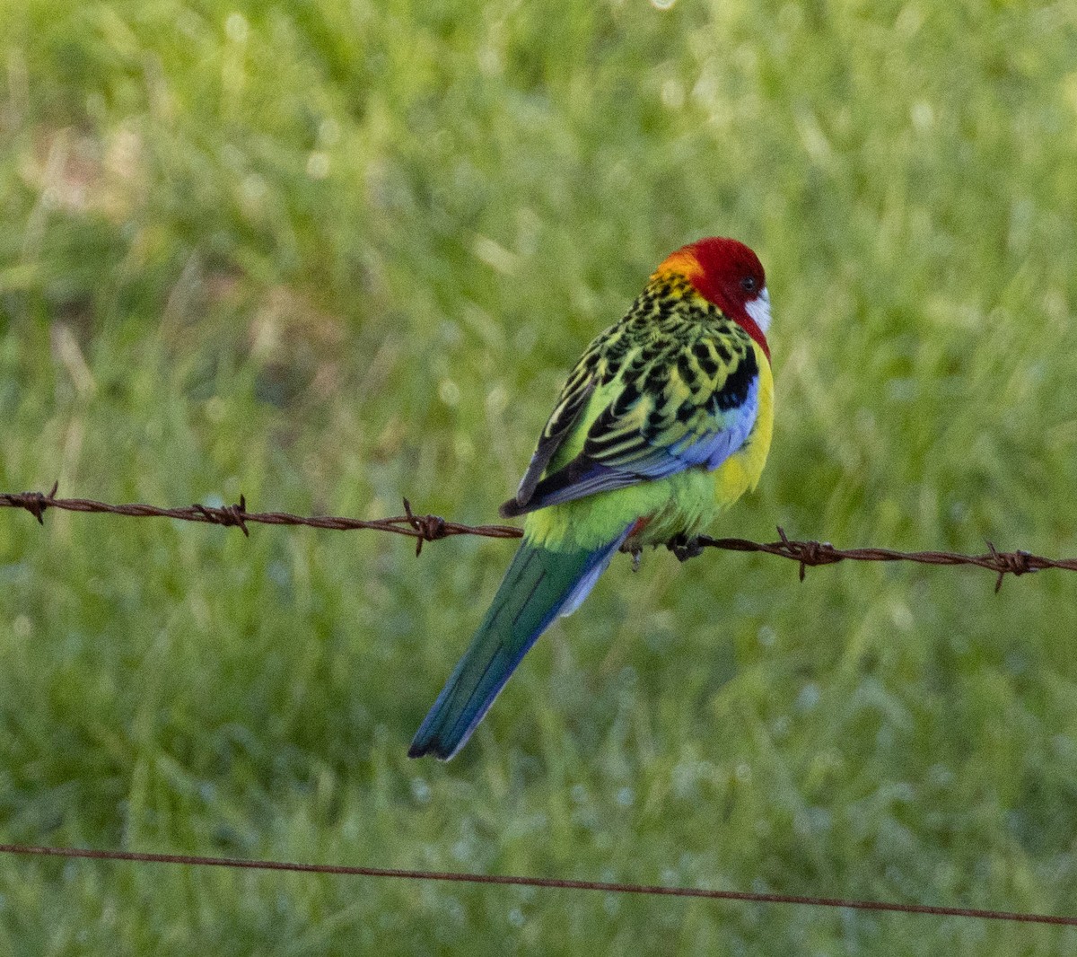 Eastern Rosella - ML589890731