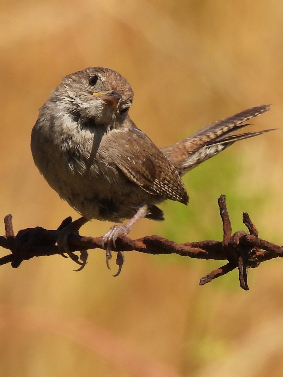 House Wren - Susan Sugahara