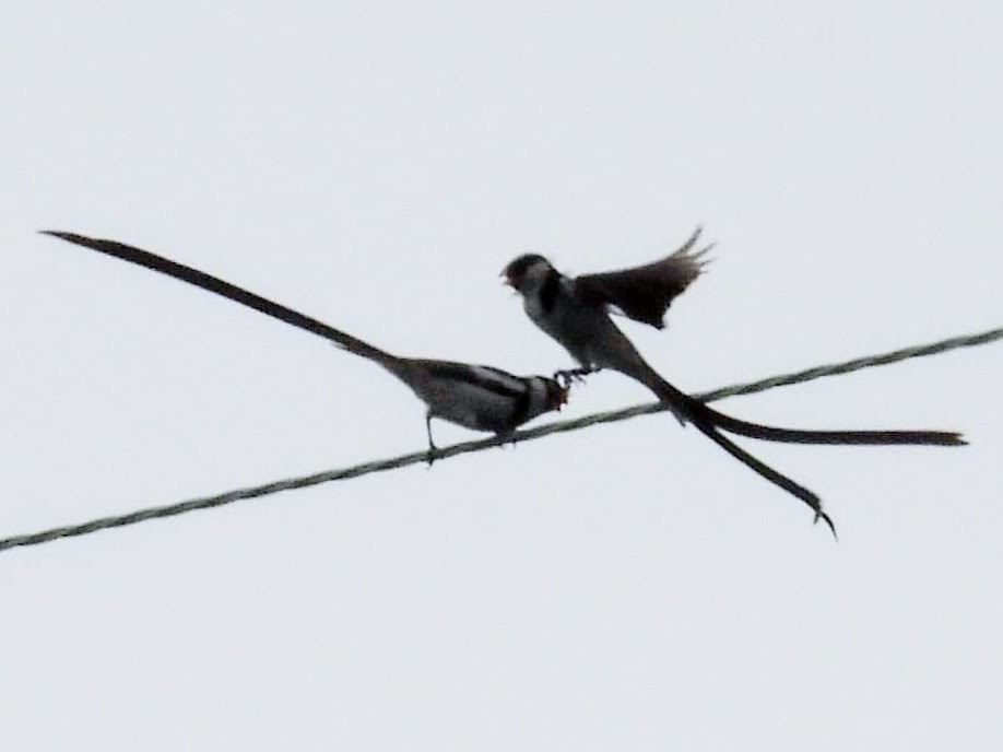 Pin-tailed Whydah - Susan Sugahara