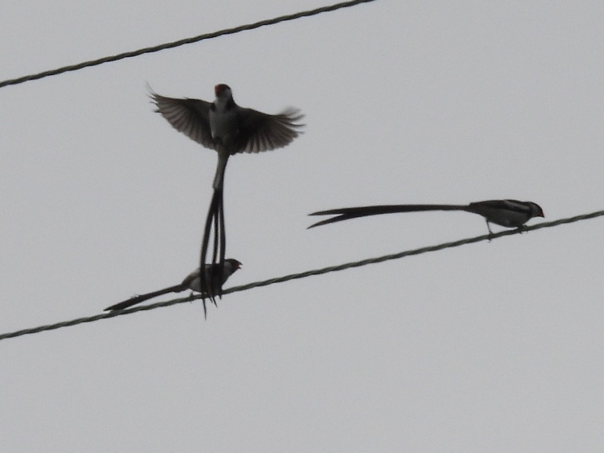 Pin-tailed Whydah - ML589891071