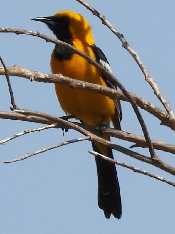 Hooded Oriole - Susan Sugahara