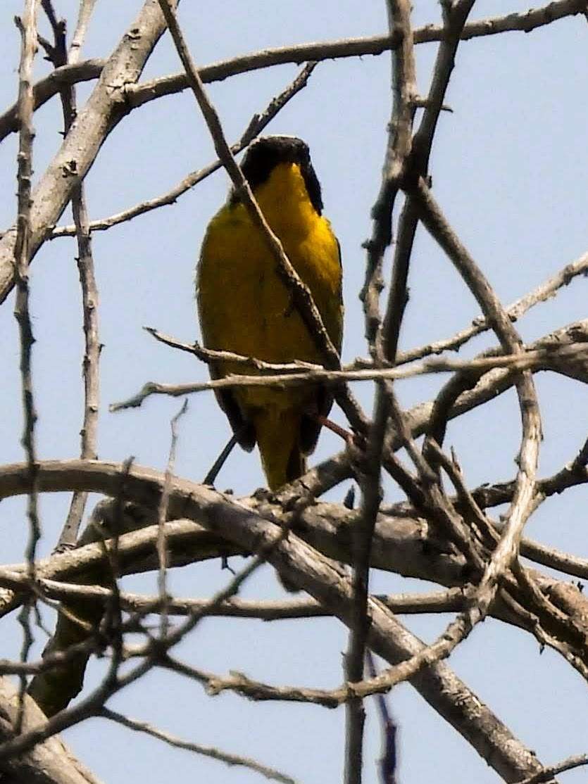 Common Yellowthroat - ML589891841