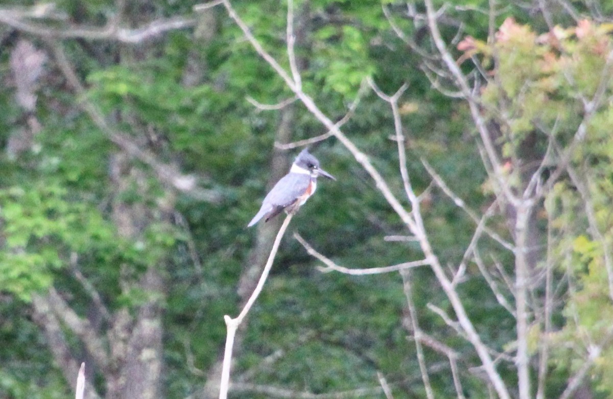 Belted Kingfisher - ML589892151