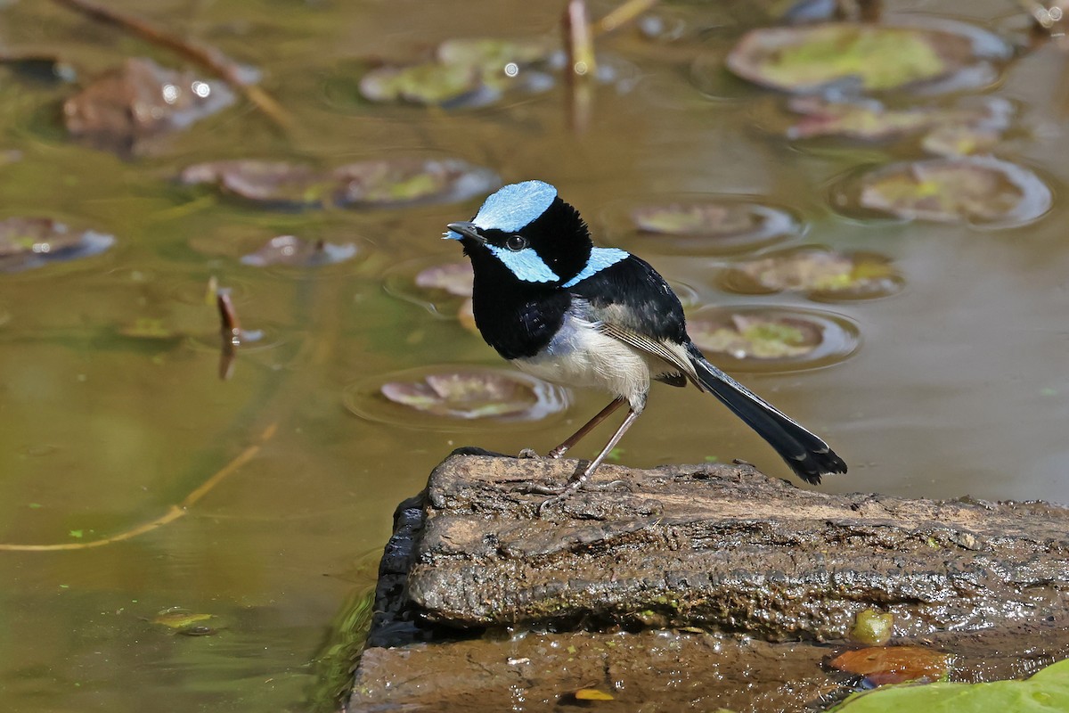 Superb Fairywren - Stephen Murray