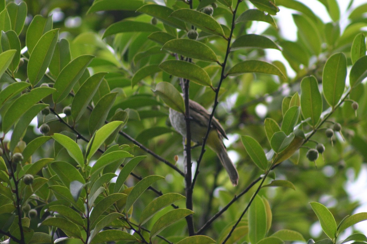 Yellow-vented Bulbul - ML589893301