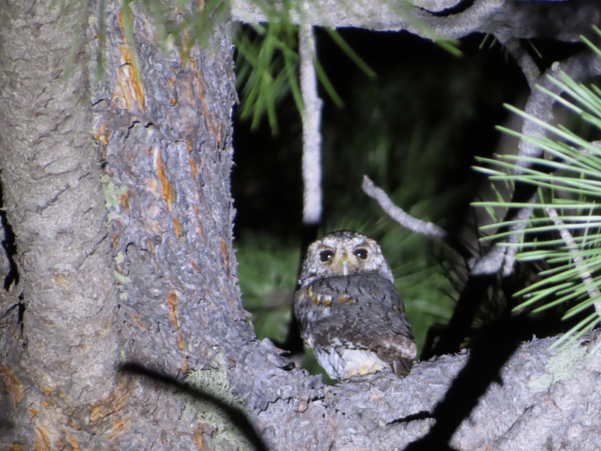 Flammulated Owl - ML589893671