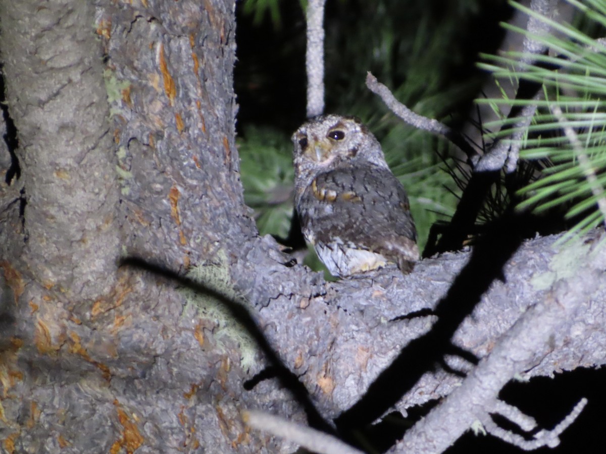 Flammulated Owl - ML589893771