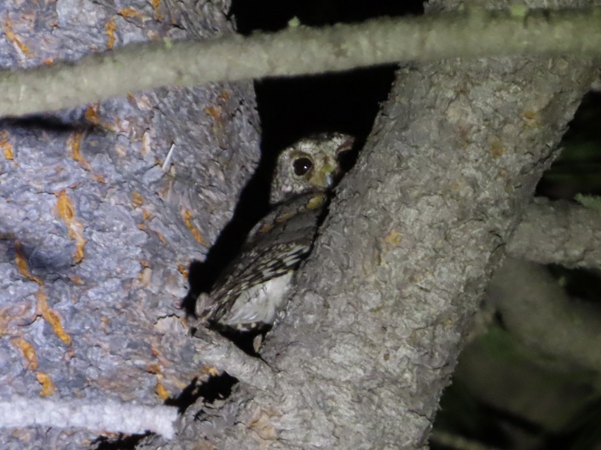 Flammulated Owl - ML589893861