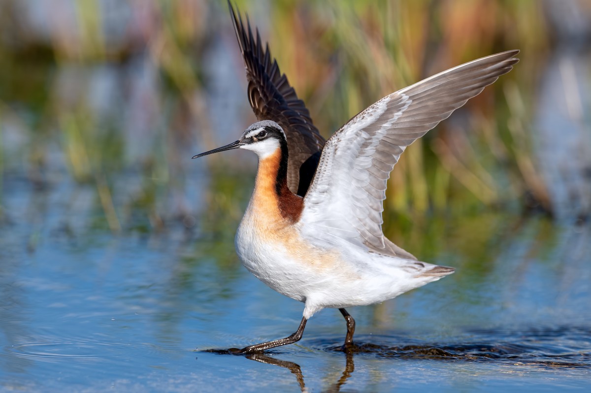 Wilson's Phalarope - ML589894051