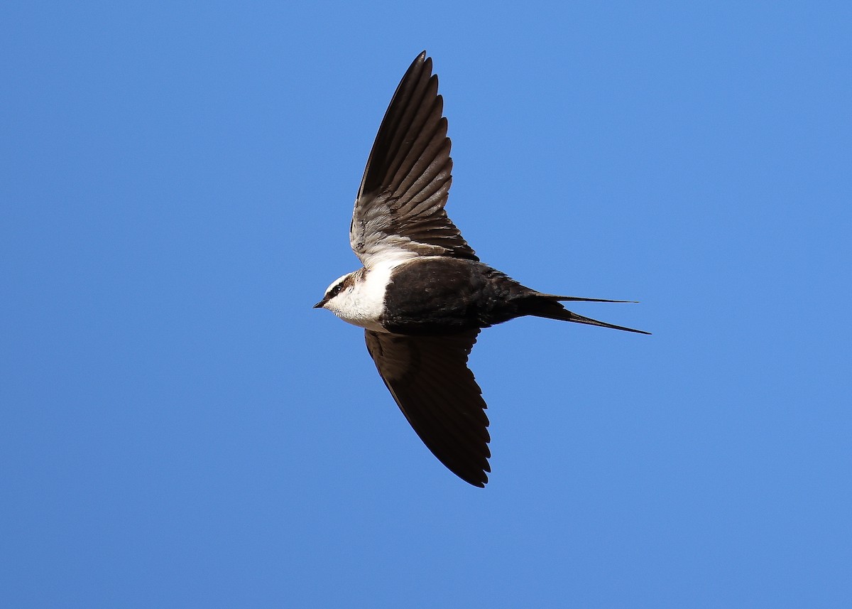 White-backed Swallow - Martin Allen