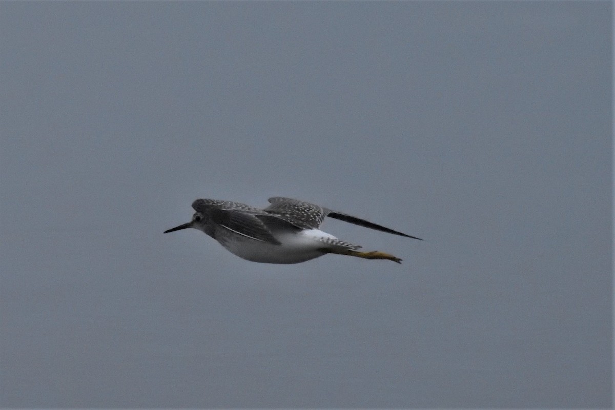 Lesser Yellowlegs - ML589895681