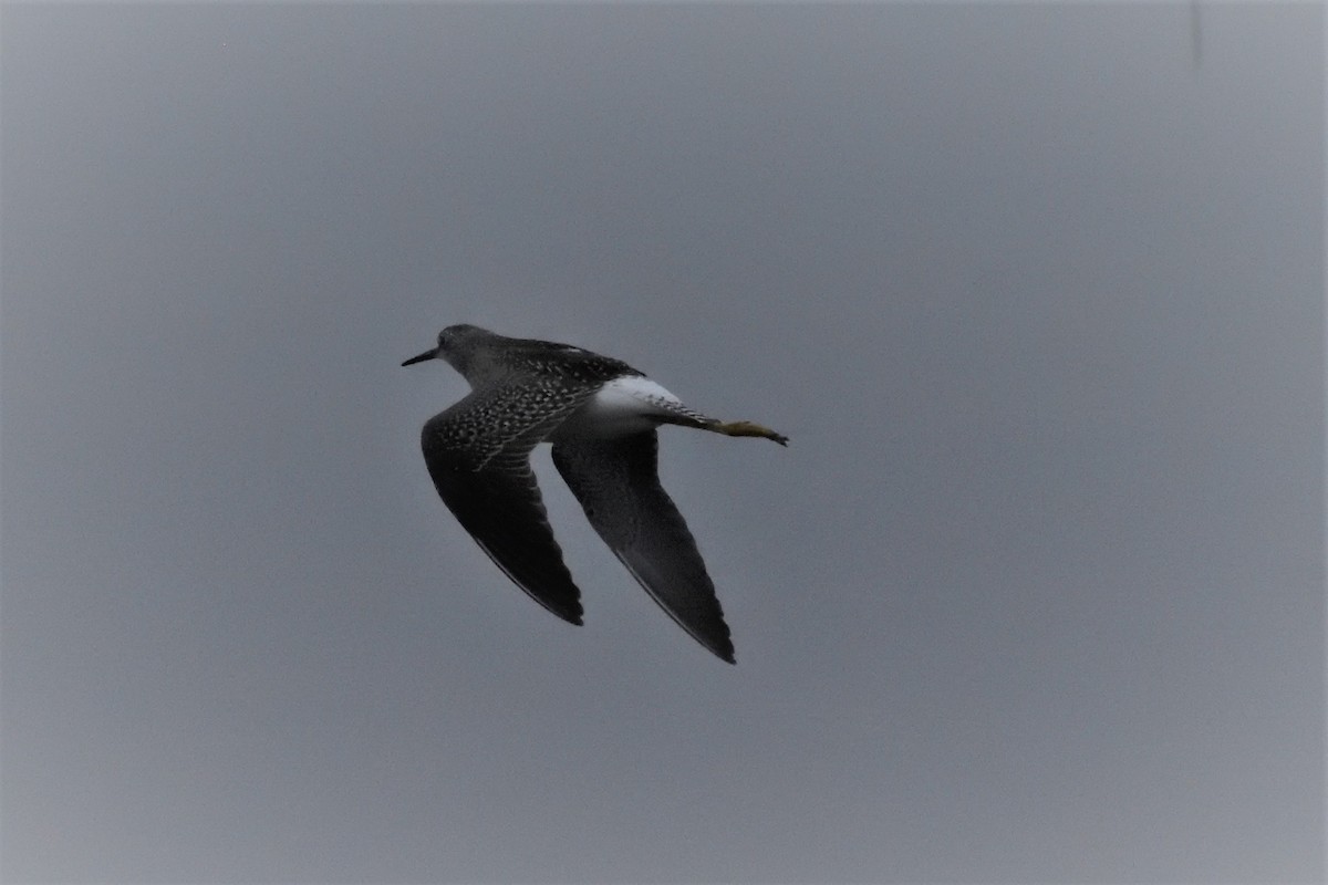 Lesser Yellowlegs - ML589895691