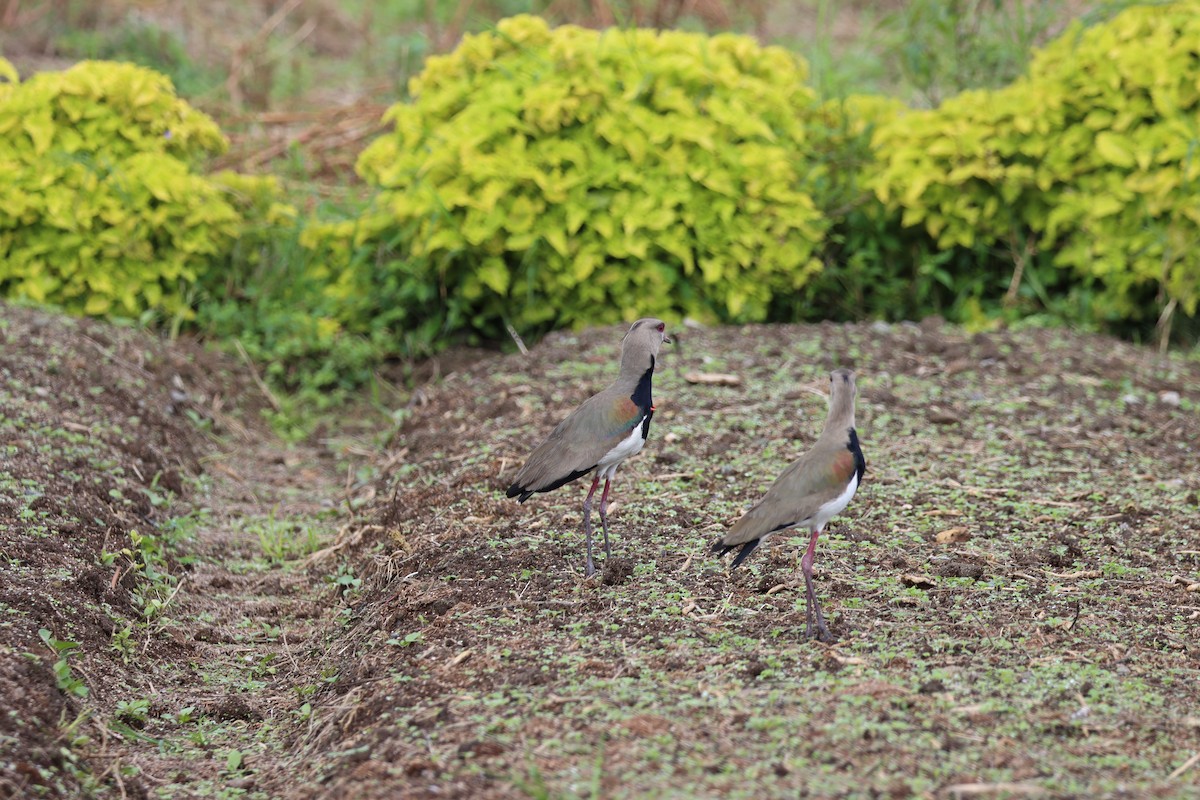 Southern Lapwing - ML589895711