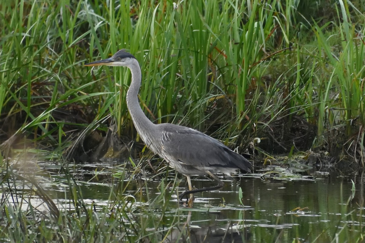 Great Blue Heron - FELIX-MARIE AFFA'A