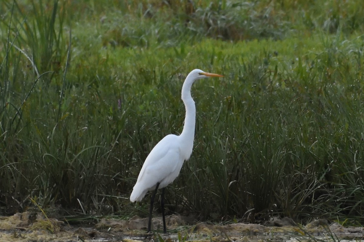 Great Egret - ML589895751