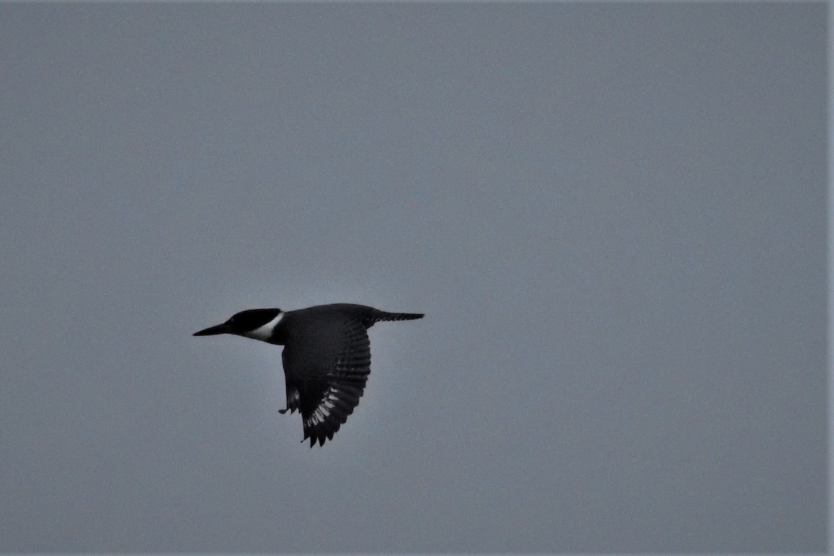 Belted Kingfisher - ML589895791