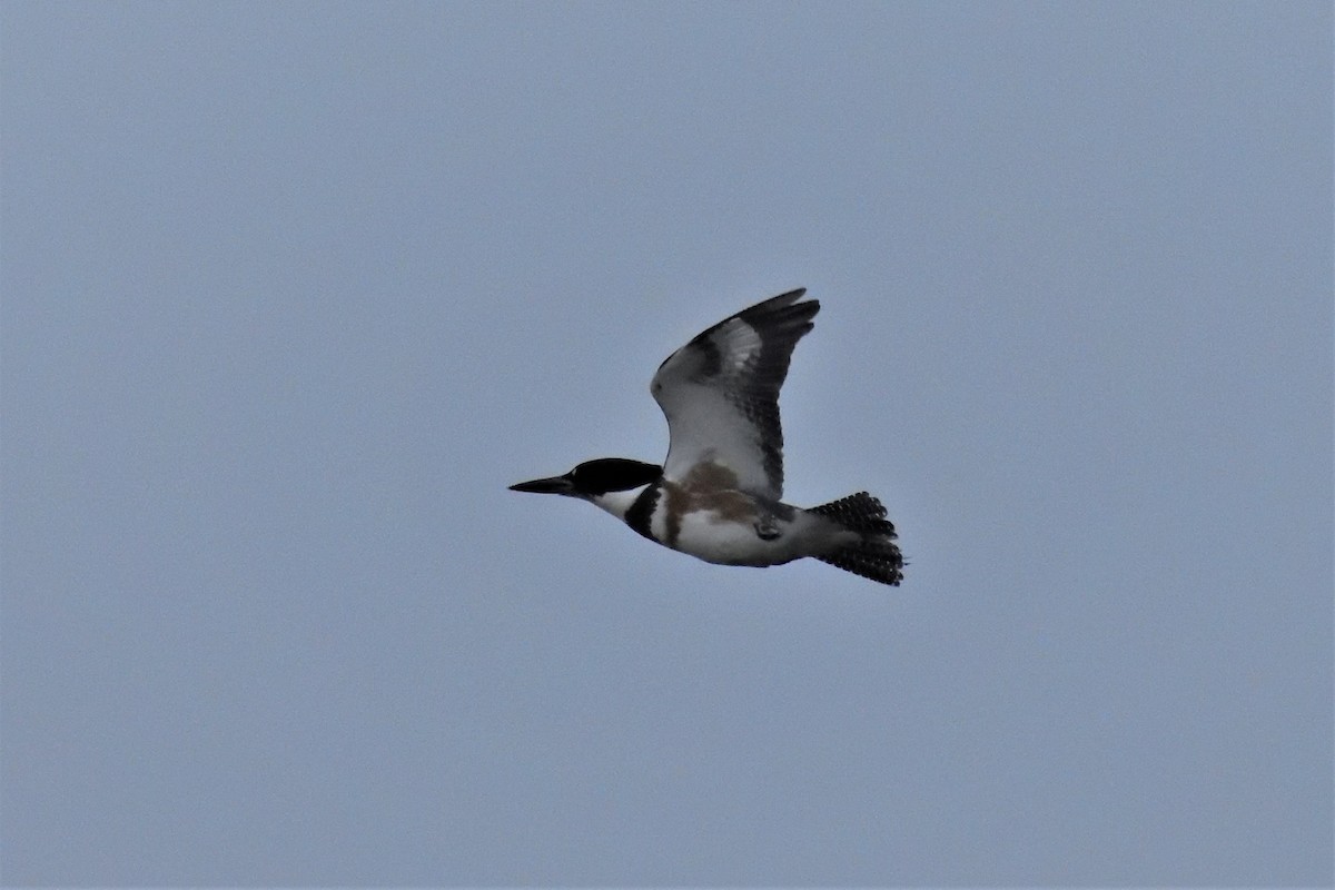 Belted Kingfisher - ML589895801
