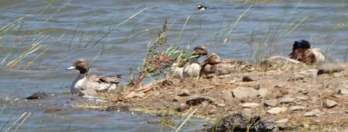 Northern Pintail - ML589895941