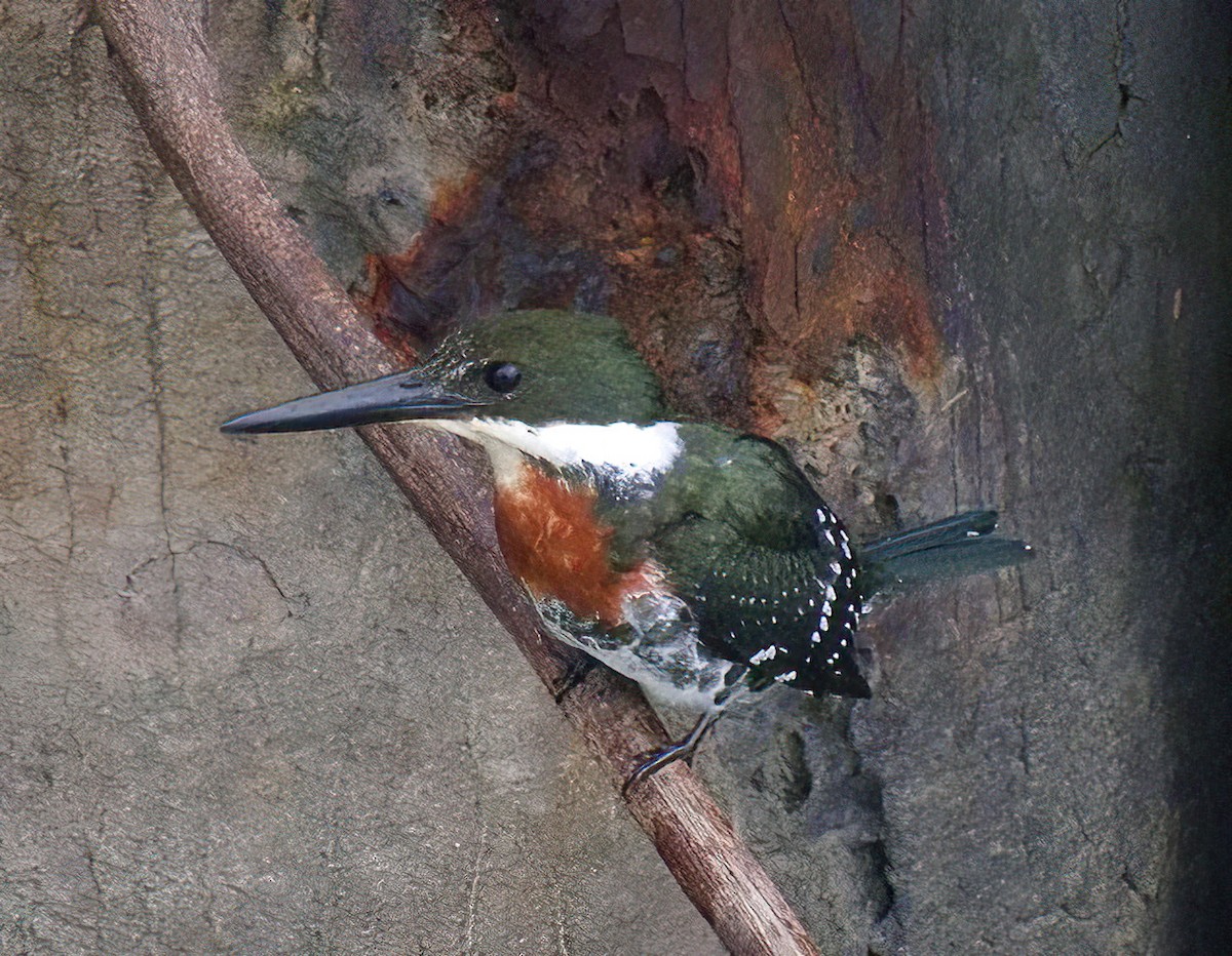 Green Kingfisher - ML589896401