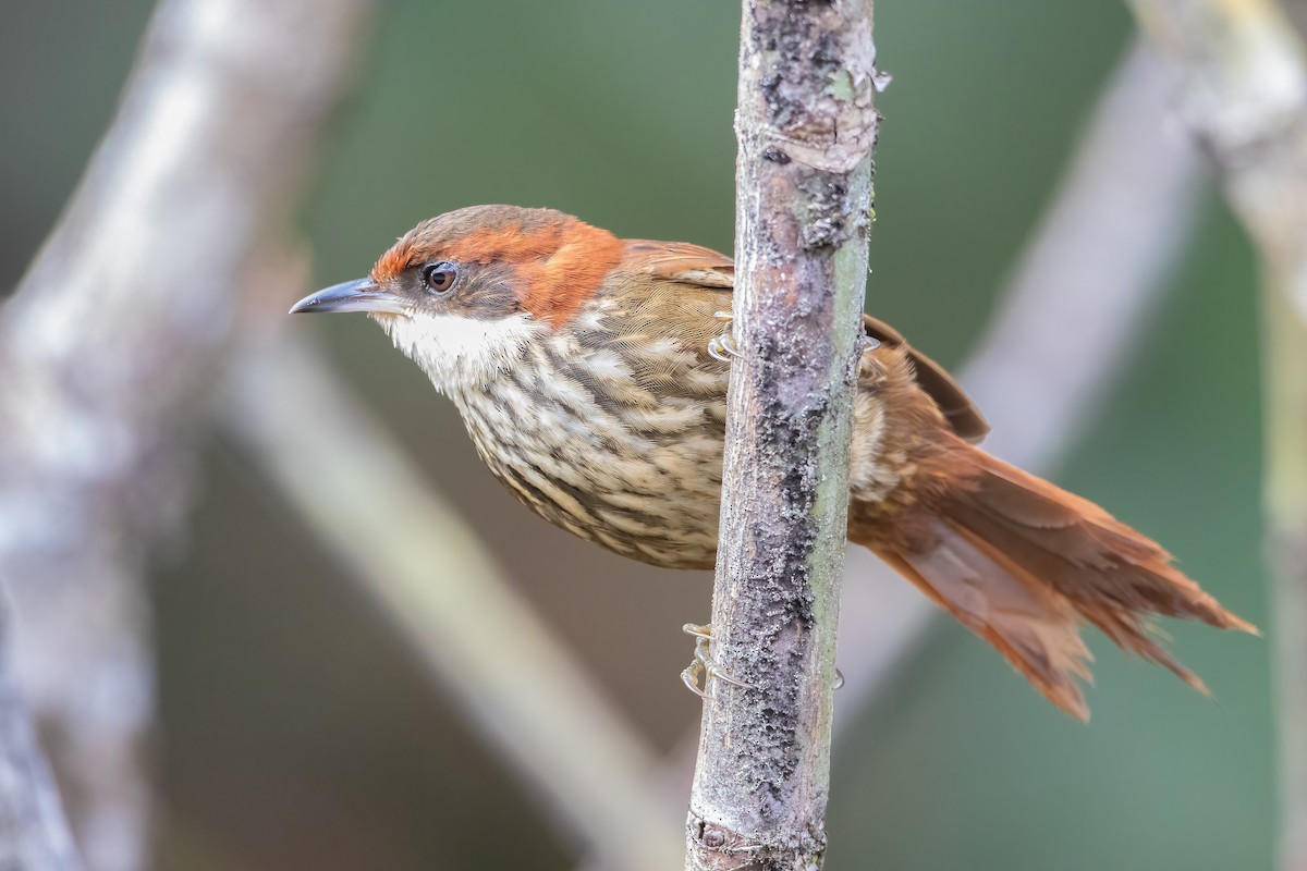 Roraiman Barbtail - Jhonathan Miranda - Wandering Venezuela Birding Expeditions