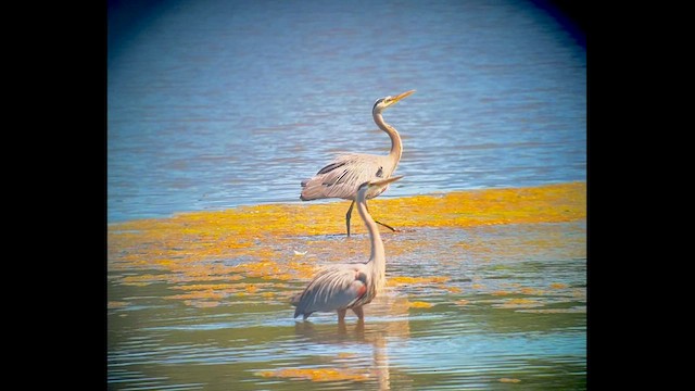 Great Blue Heron (Great Blue) - ML589896621