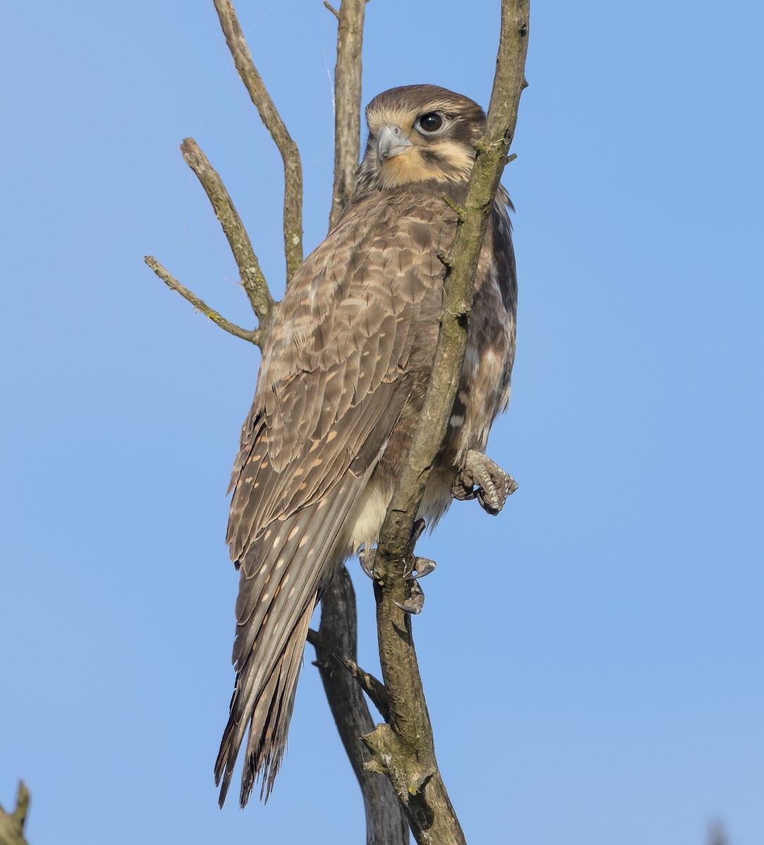 Brown Falcon - Feathers & Beyond Photography