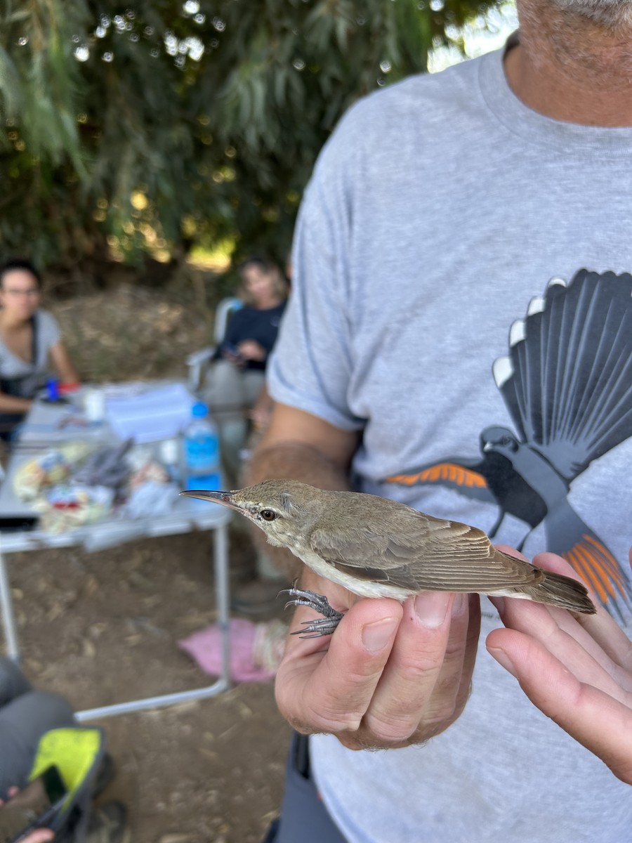 קנית בצרה - ML589896951