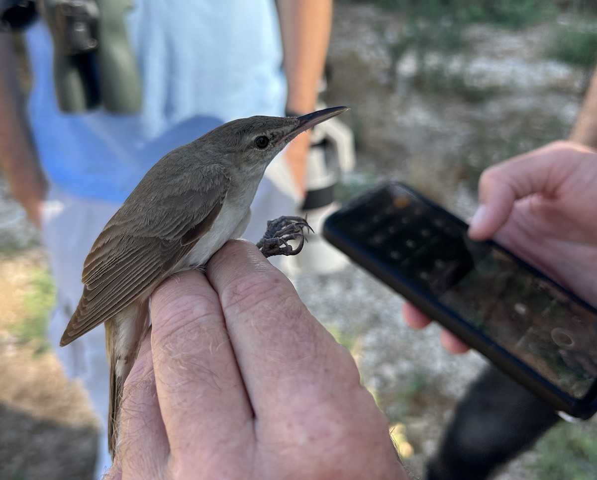 Basra Reed Warbler - ML589896961