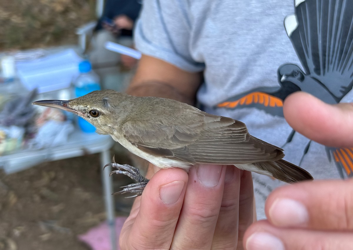 Basra Reed Warbler - ML589896971