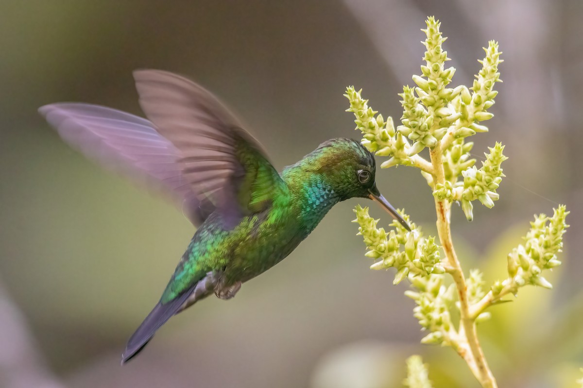 kolibřík sametový - ML589897101
