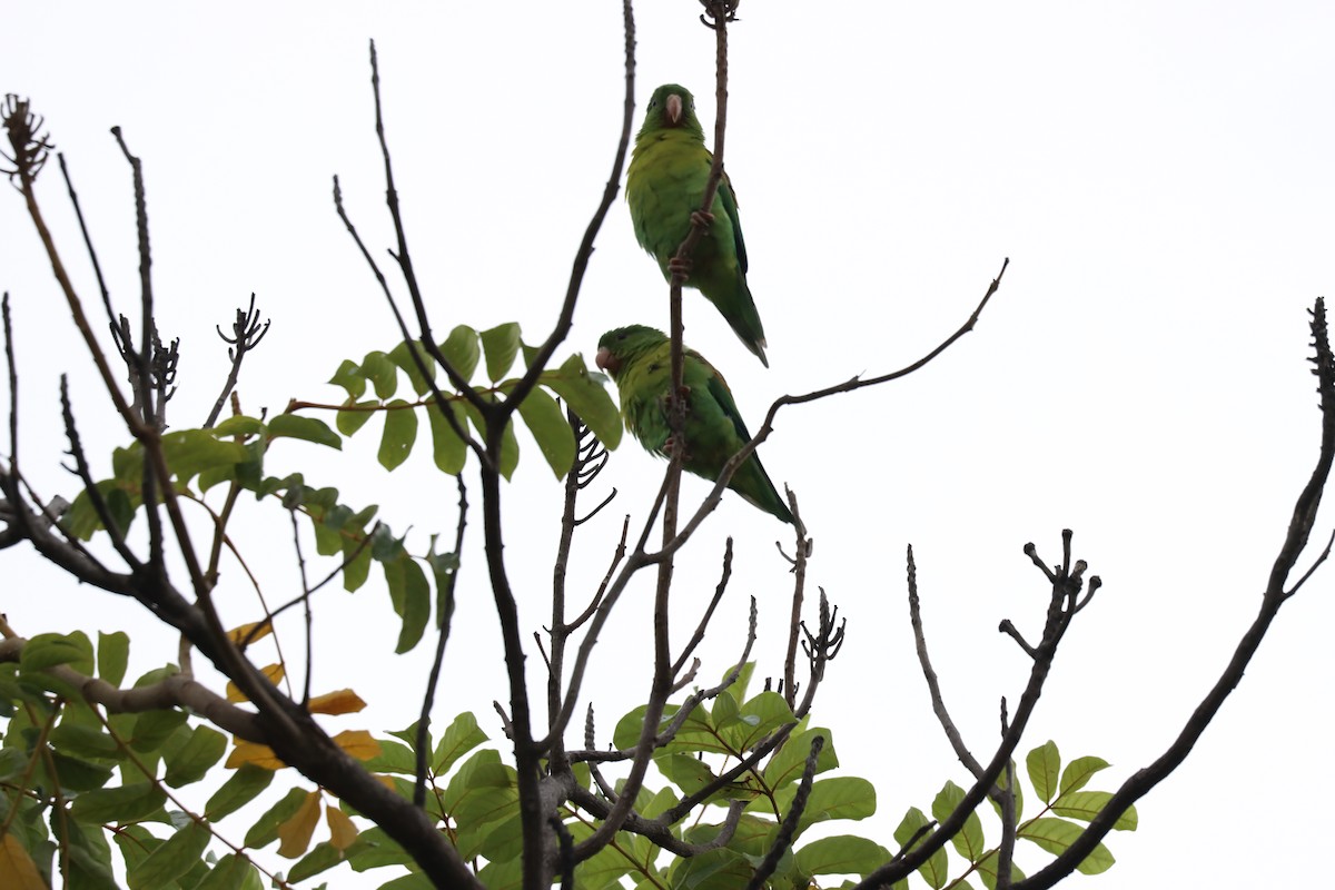 Orange-chinned Parakeet - ML589898171