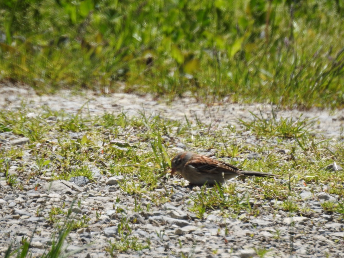 Field Sparrow - ML58989831