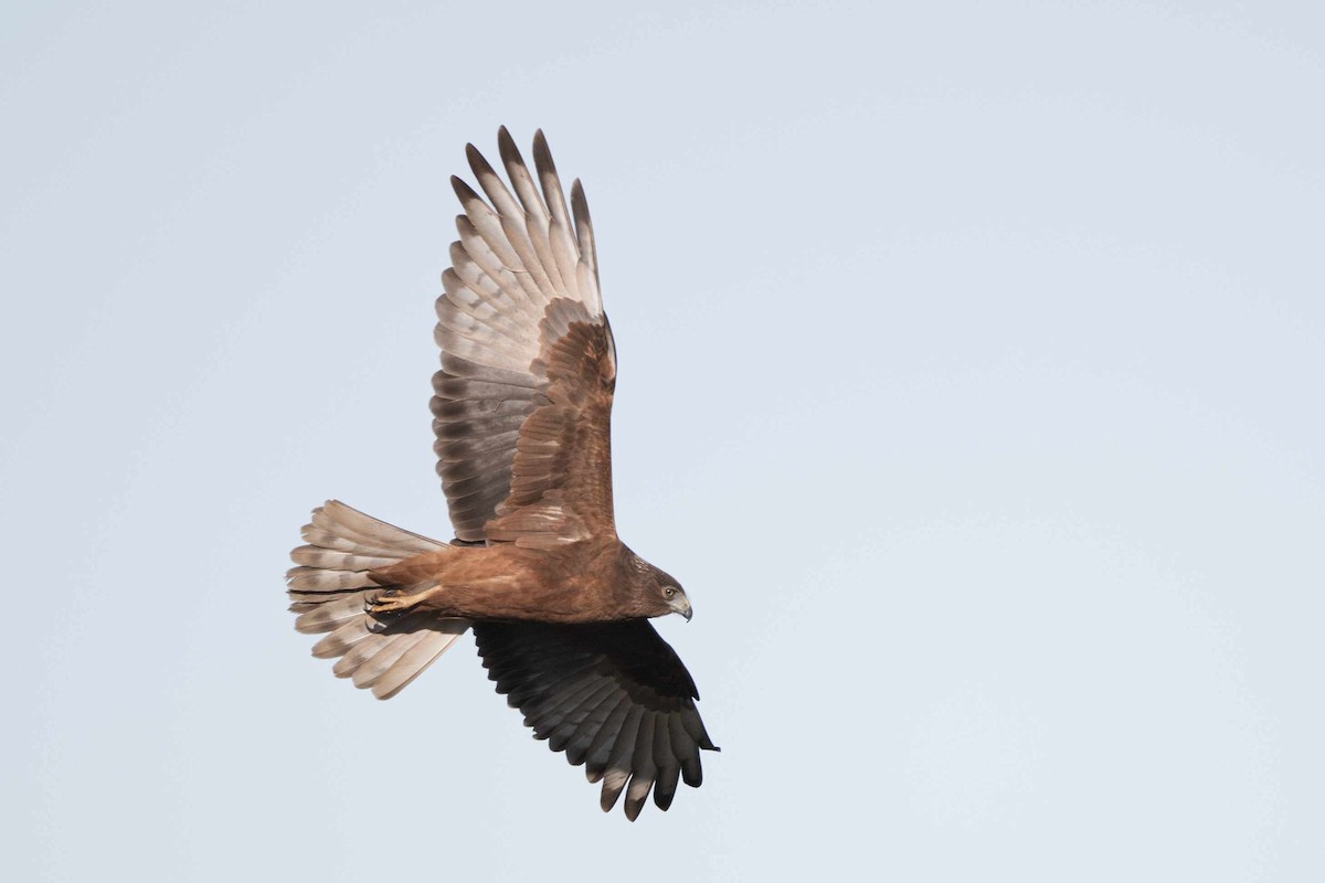 Swamp Harrier - ML589898361