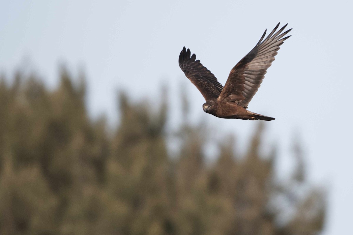 Swamp Harrier - ML589898371