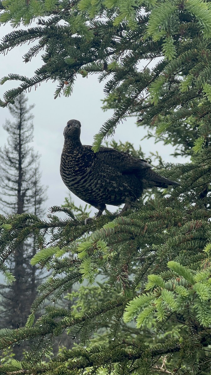 Spruce Grouse - ML589899141