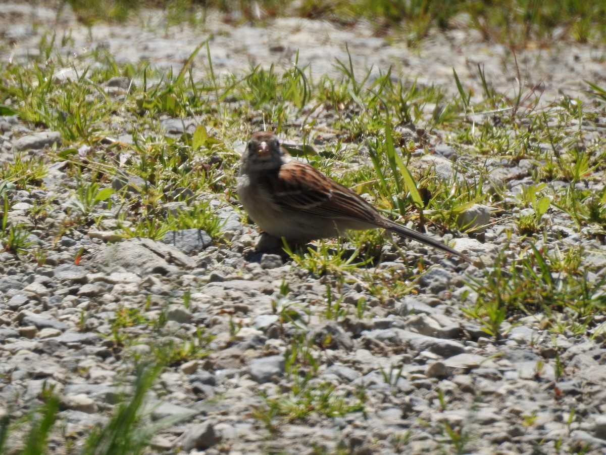 Field Sparrow - ML58989941