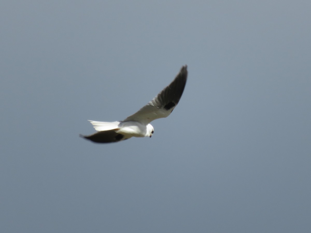 Black-shouldered Kite - ML589899661