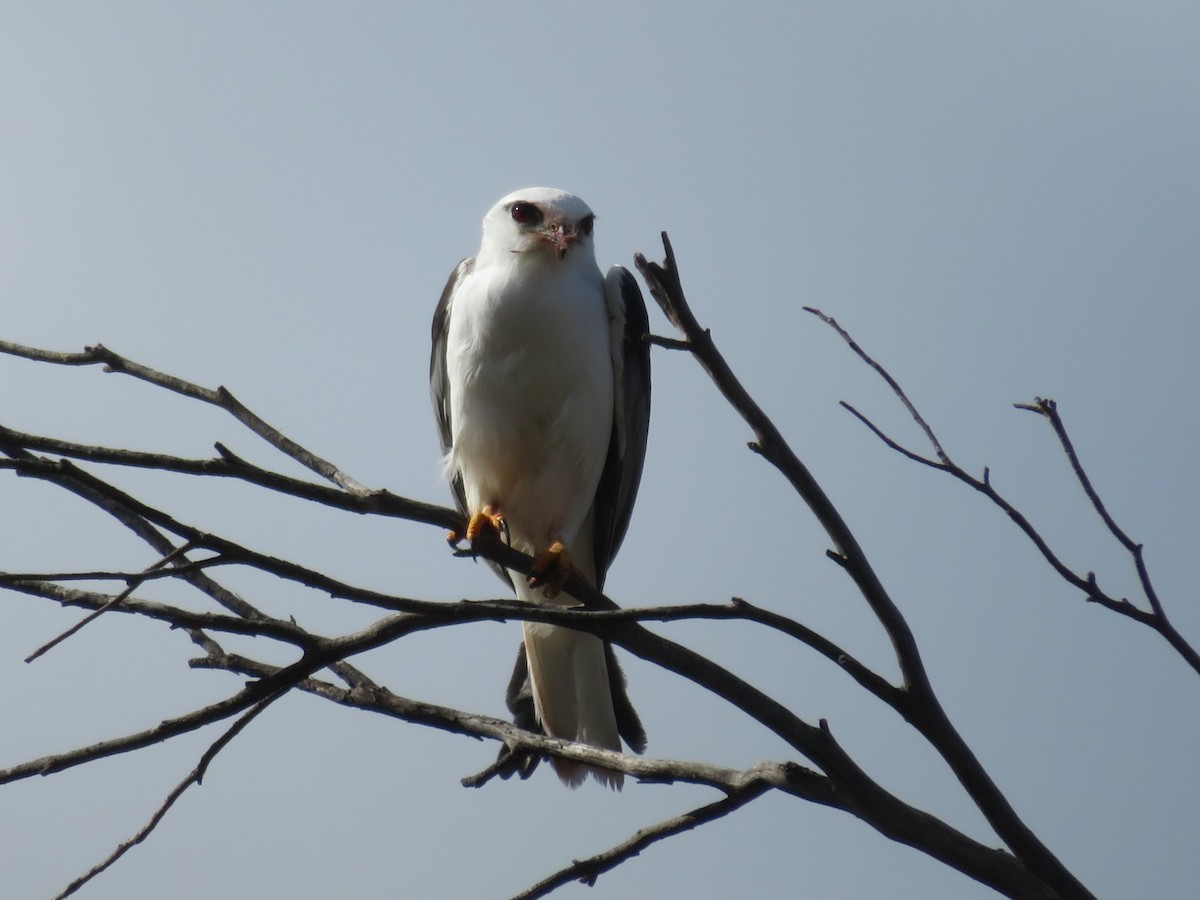 Black-shouldered Kite - ML589899671