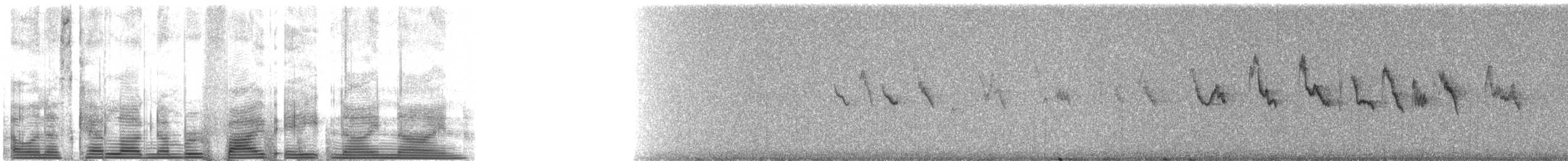 Hawaiisturmvogel - ML5899