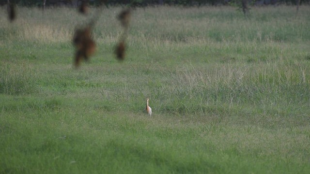 Eastern Cattle Egret - ML589900141