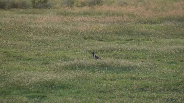 Red-wattled Lapwing - ML589900471