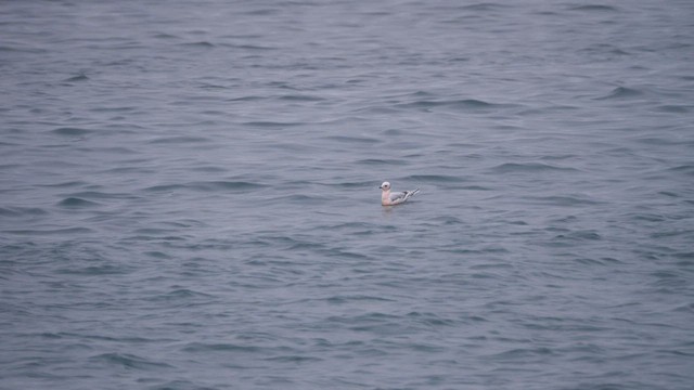 Ross's Gull - ML589900531