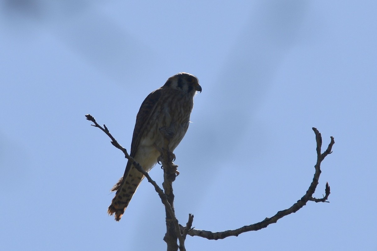 American Kestrel - ML589900561