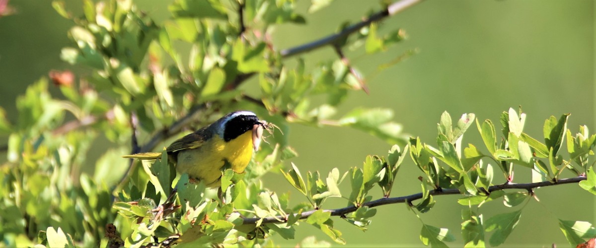 Common Yellowthroat - Walter Thorne